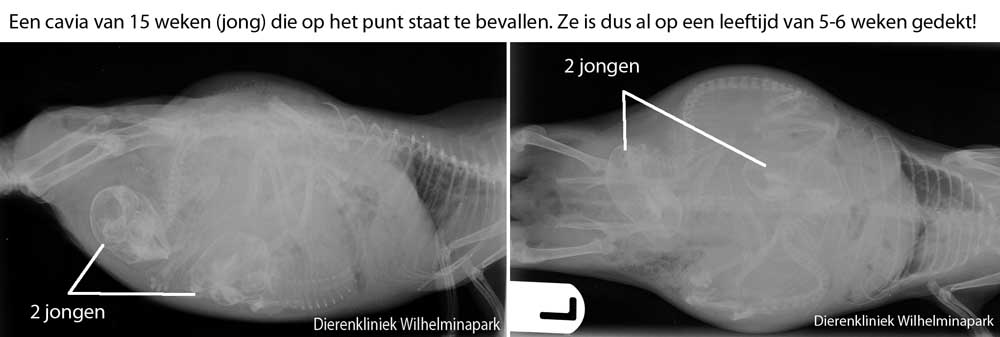 Deze 15 weken oude cavia was hoogdrachtig van 2 jongen